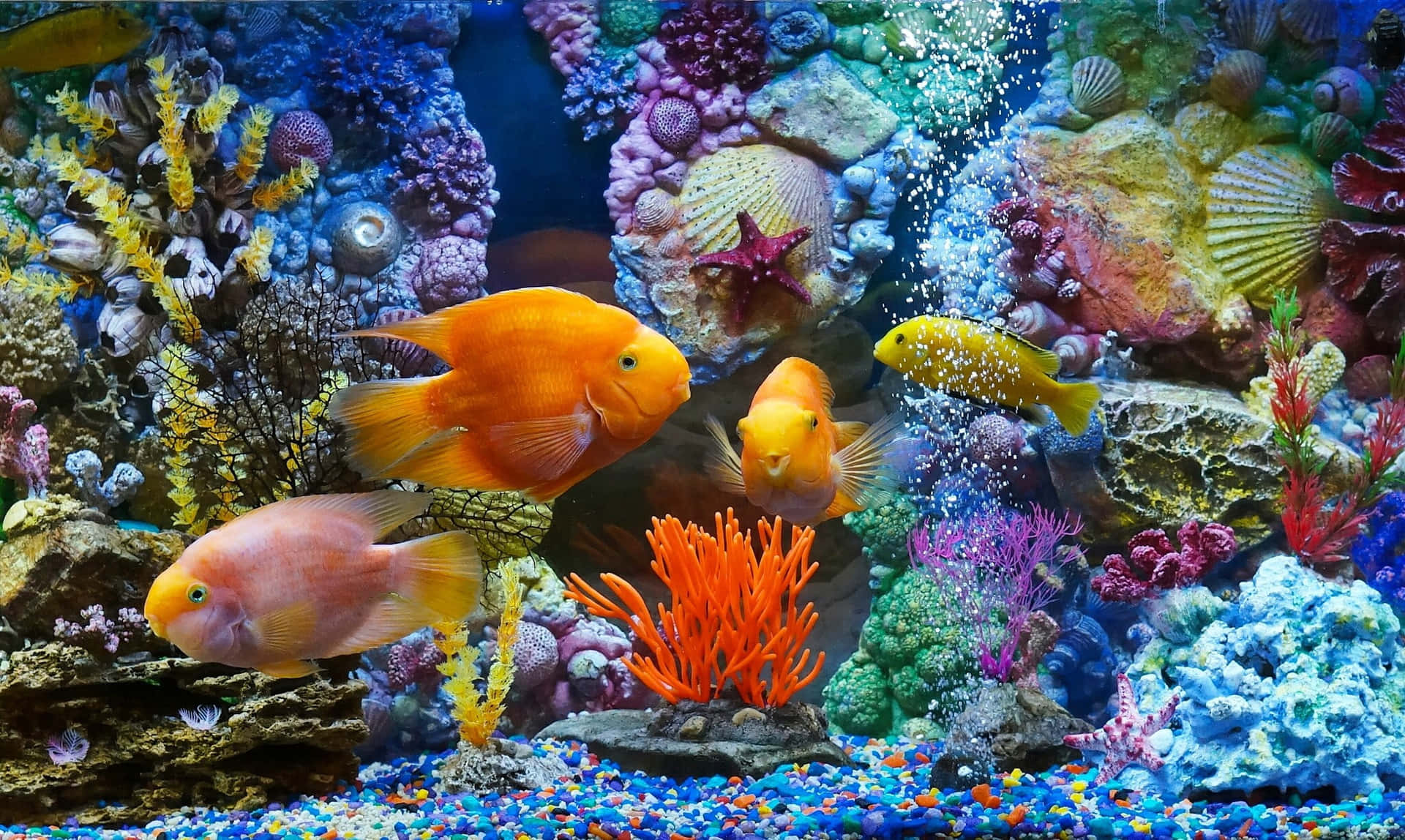 A mesmerizing view of a vibrant aquarium.
