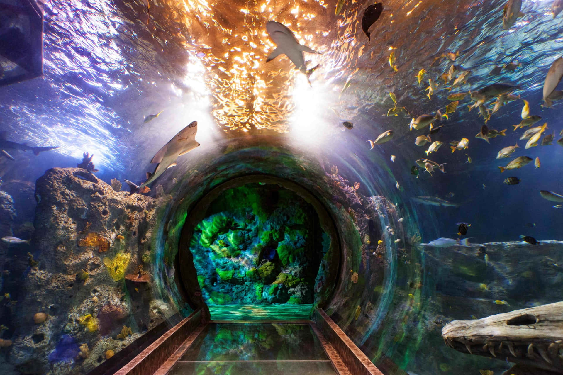 'The vibrant colors present in this aquarium create an aquatic paradise for viewers to observe.'