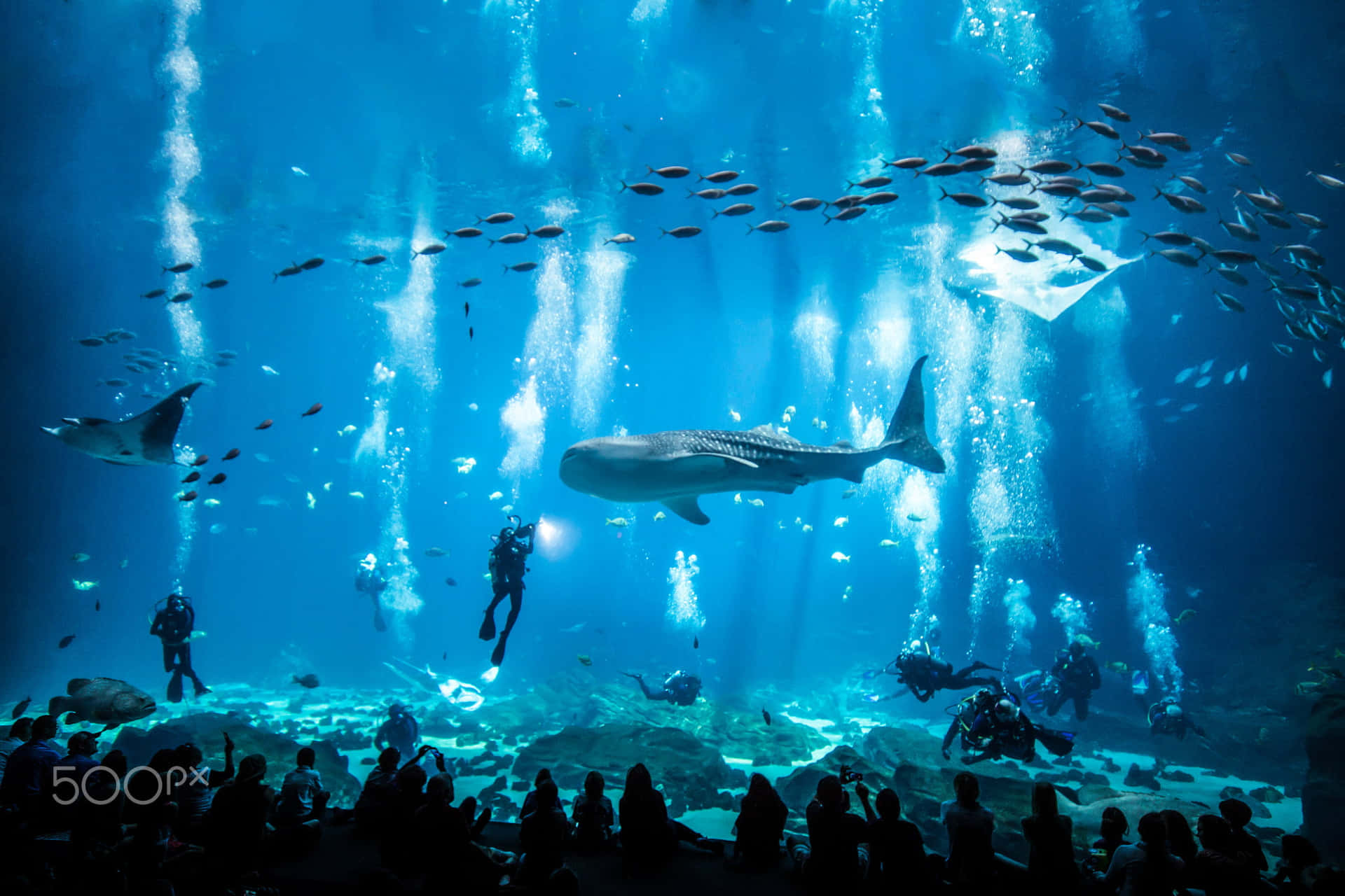 Immerse Yourself in a Colorful Aquatic Experiences