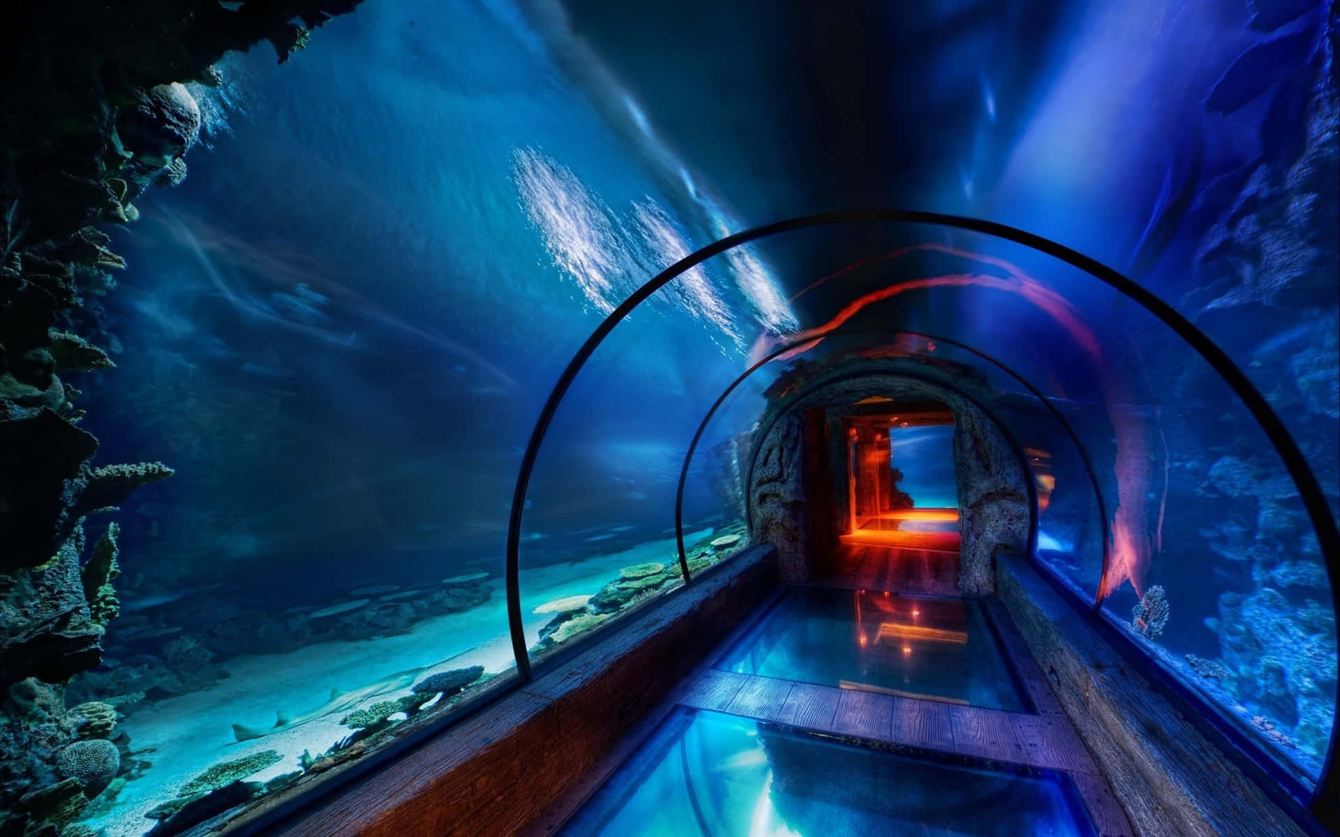 Erkundedie Wunder Unter Wasser In Einem Aquarium