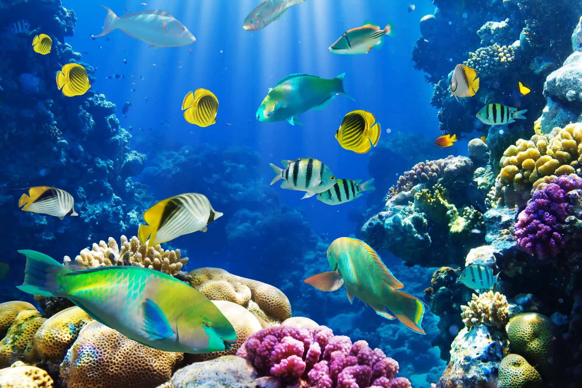 Discover the tranquil beauty of an aquarium.