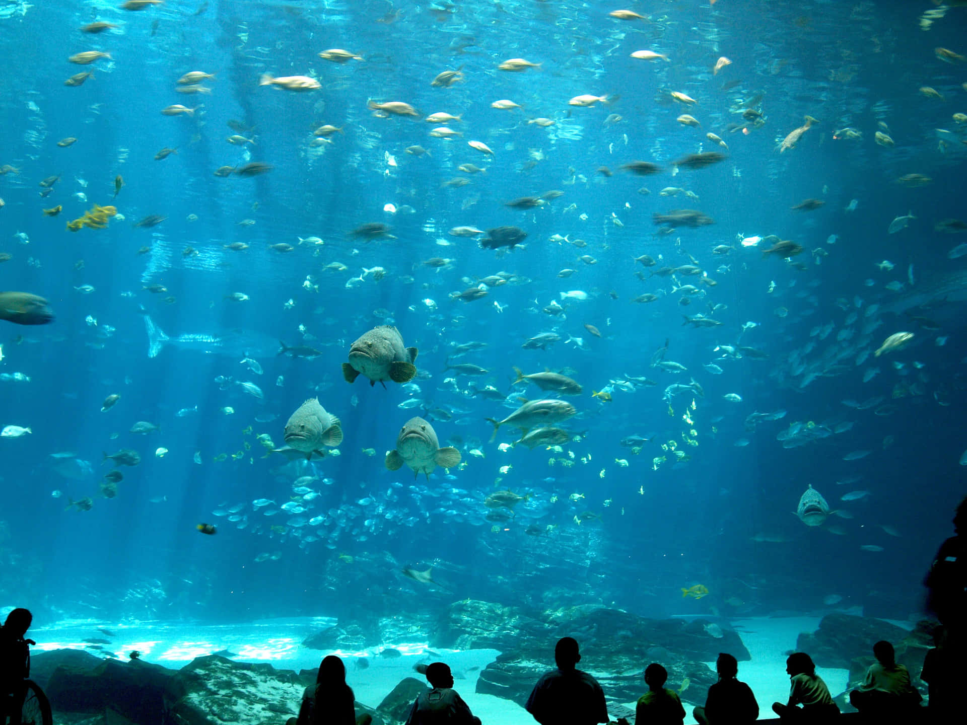 Submerging into beauty of the aquarium.