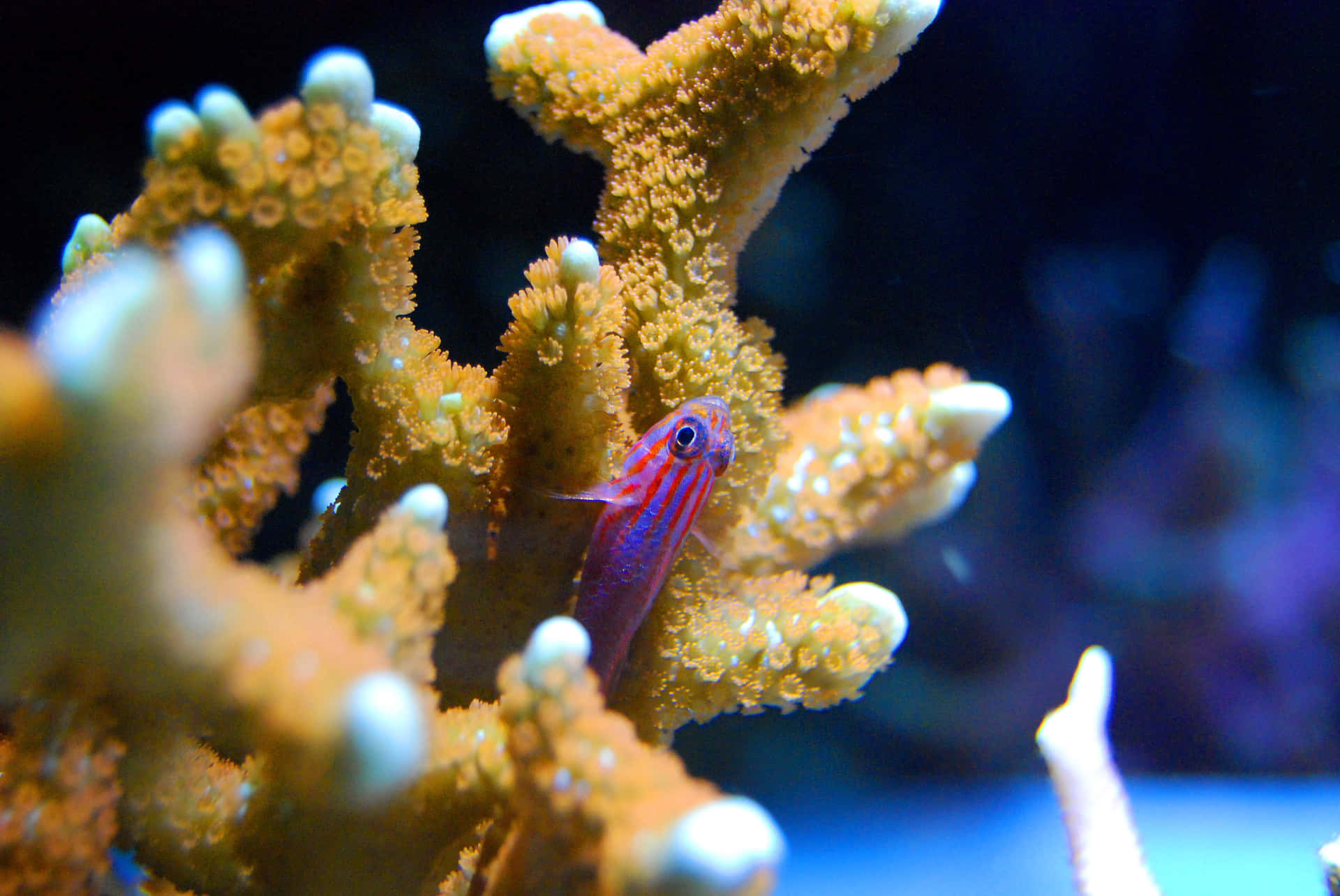 A Stunning Aquarium Filled with Fascinating Sea Creatures