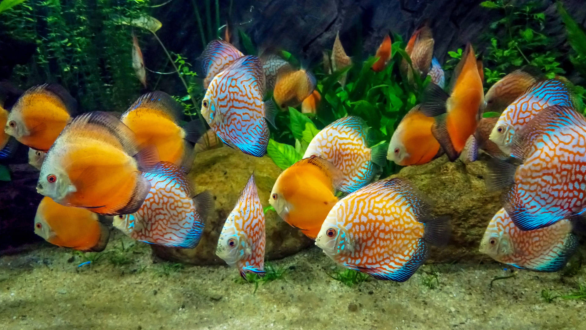 Aquarium4k Ultra Hd Fische Wallpaper