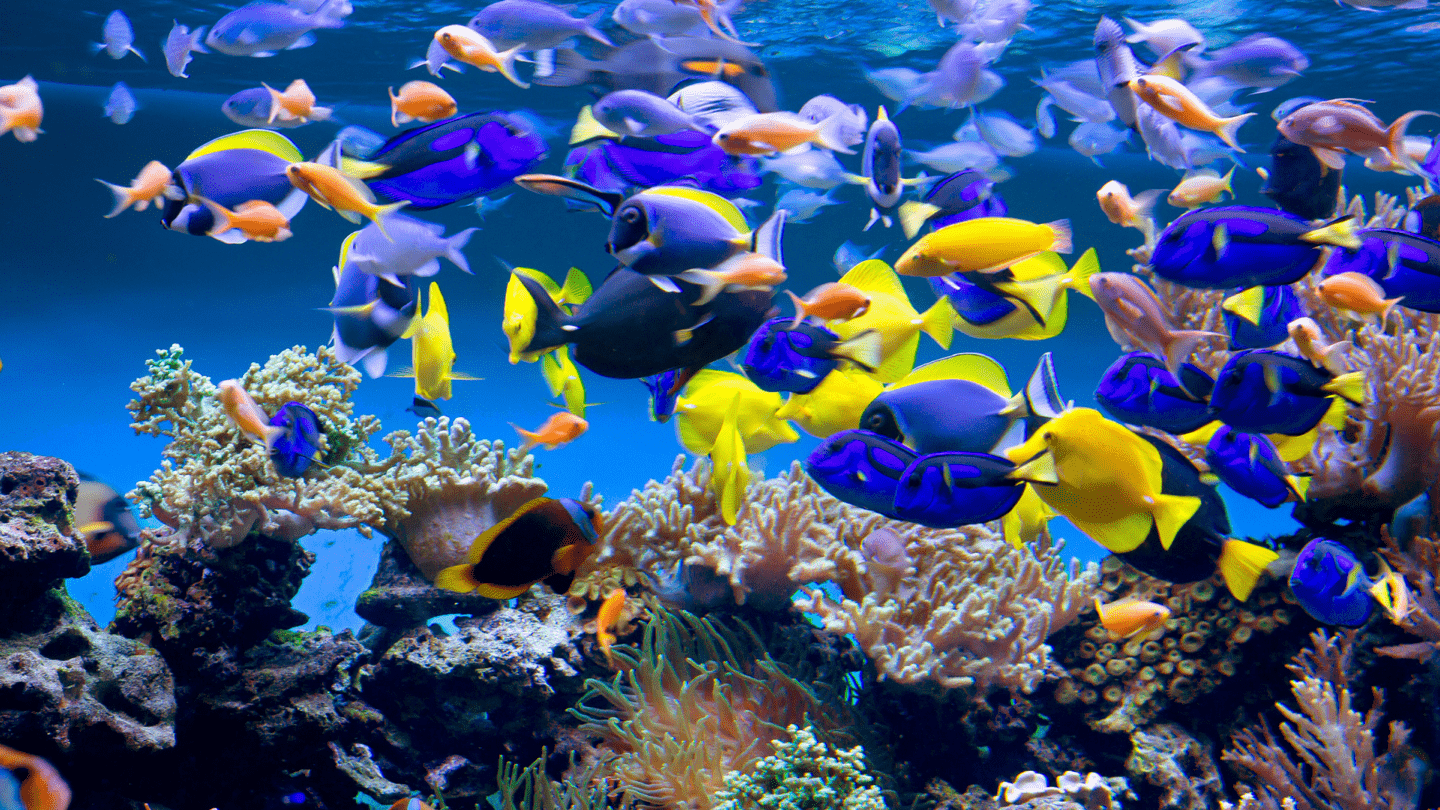 Astonishing Underwater World of an Aquarium