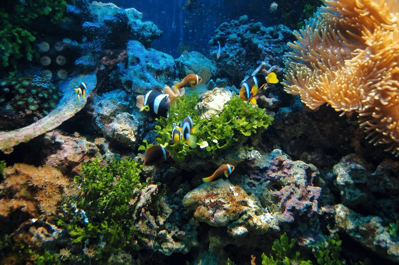 Taucheein In Die Farbenfrohe Unterwasserwelt