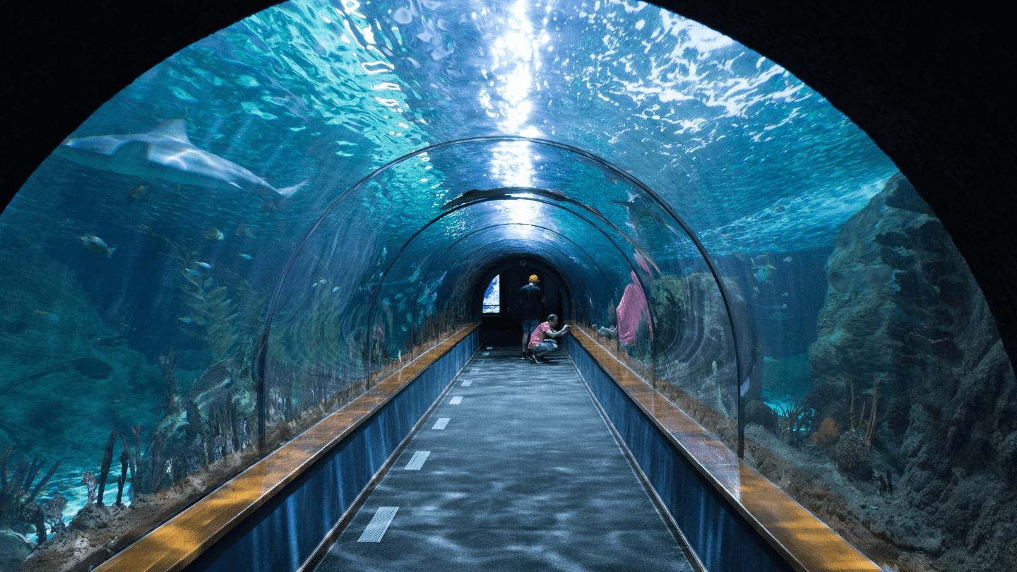 Take a Dive Underwater in This Colorful Aquarium Of Fish
