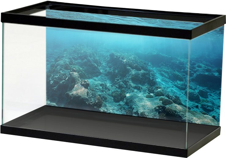 Aquarium Coral Reef Display PNG