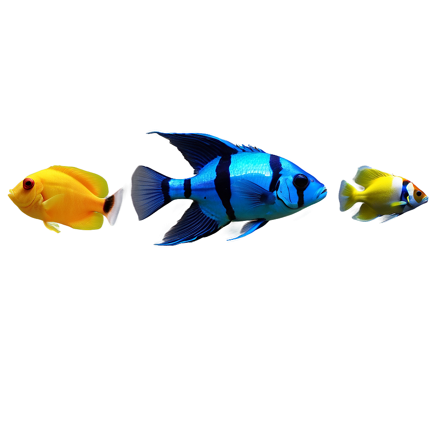 Aquarium Fish Png Gtt PNG