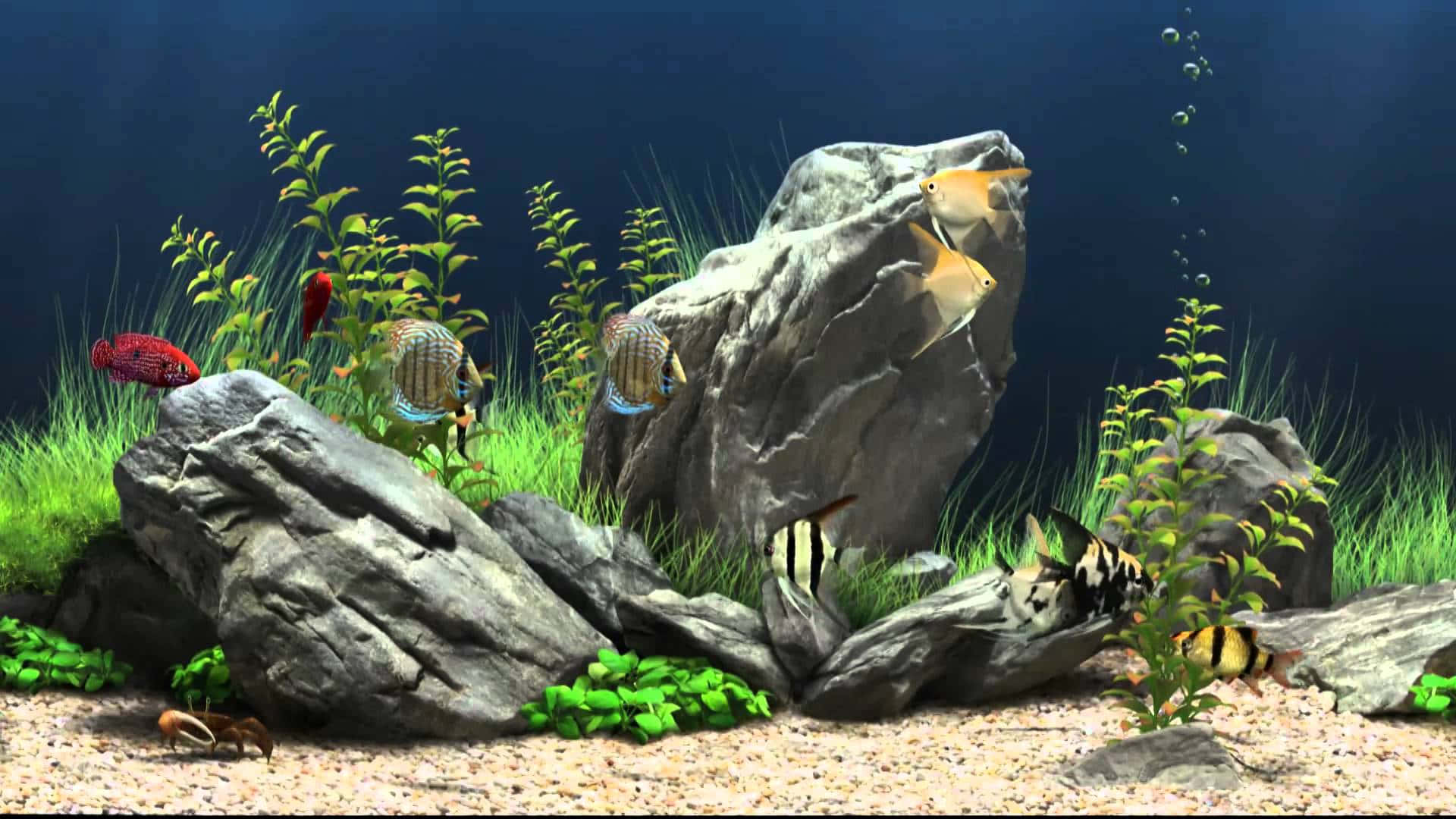 Enjoy the vibrant colors of exotic fish swimming in an aquarium. Wallpaper