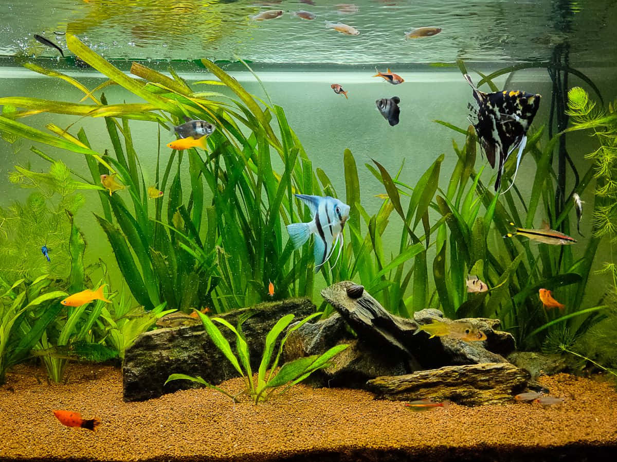 "The Joy of Owning an Aquarium Fish Tank" Wallpaper