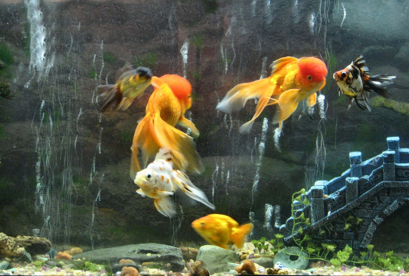 Goldfish In An Aquarium With A Waterfall Wallpaper