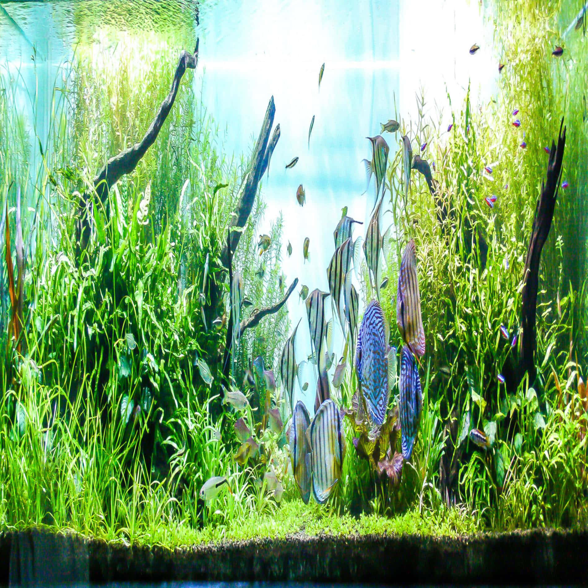 Vibrant Aquarium Fish Tank Wallpaper