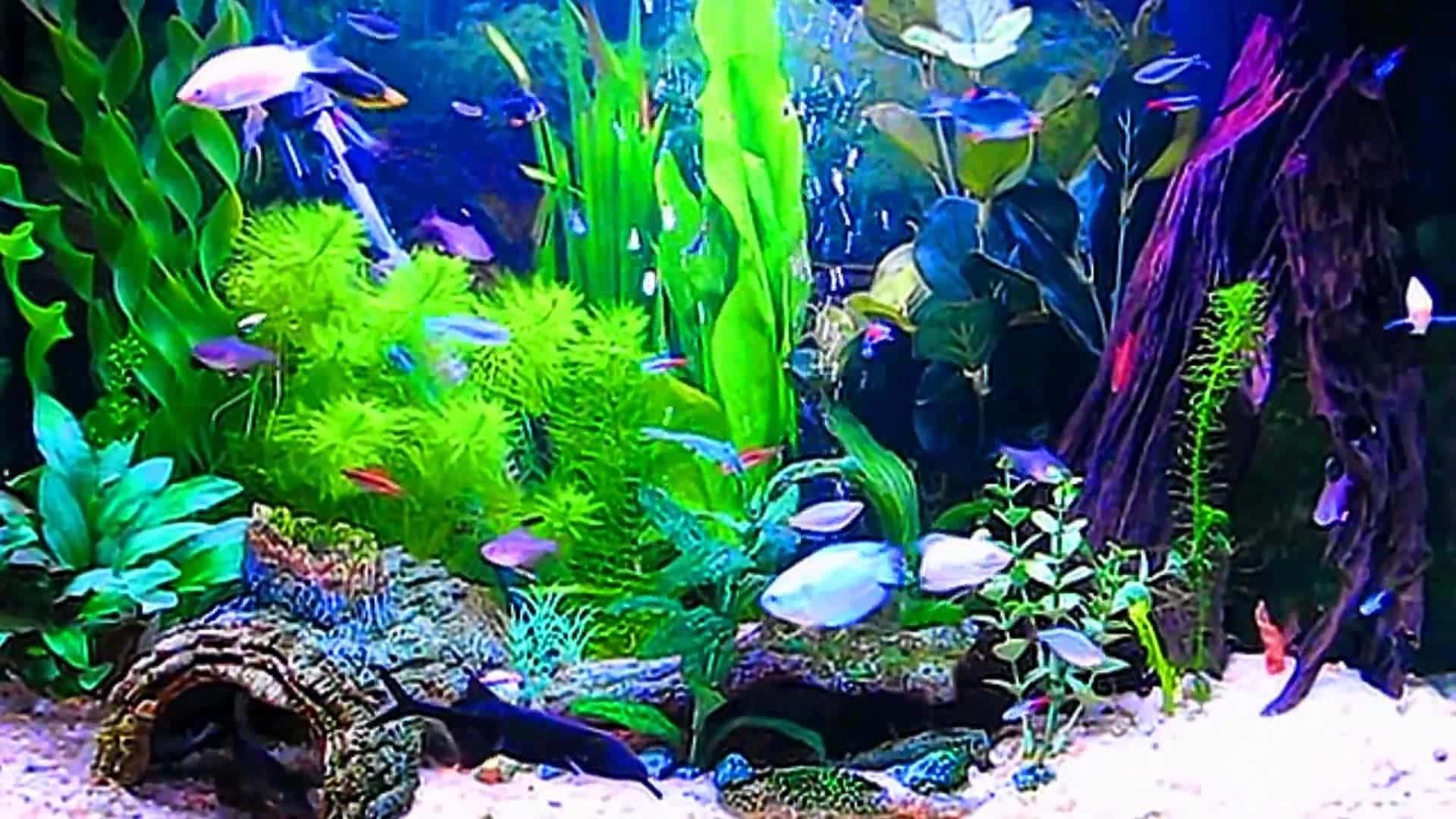 Exotic Fish Swimming in a Crystal Clear Aquarium Wallpaper