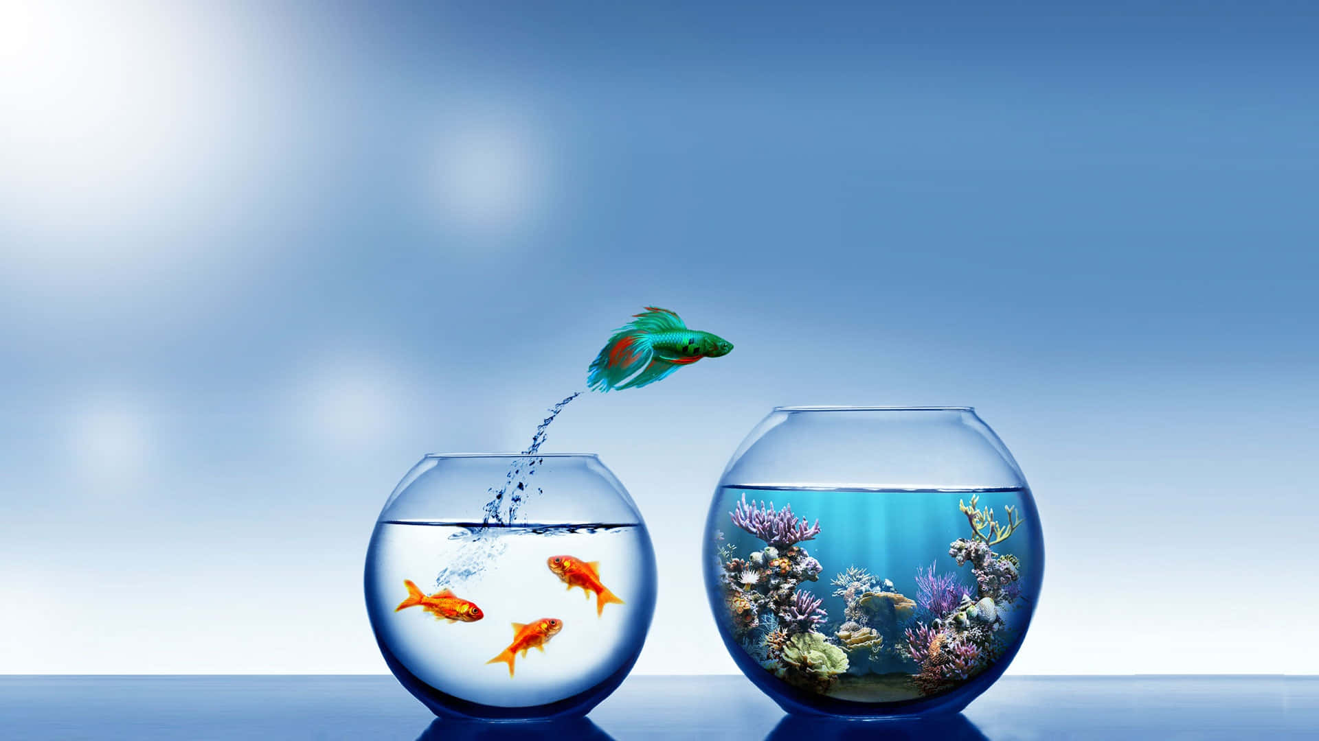 A unique Aquarium Fish Tank, showcasing a multitude of different aquatic species Wallpaper