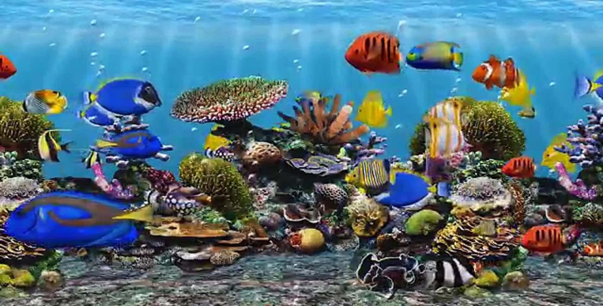 "A beautiful glimpse into a colorful underwater world" Wallpaper