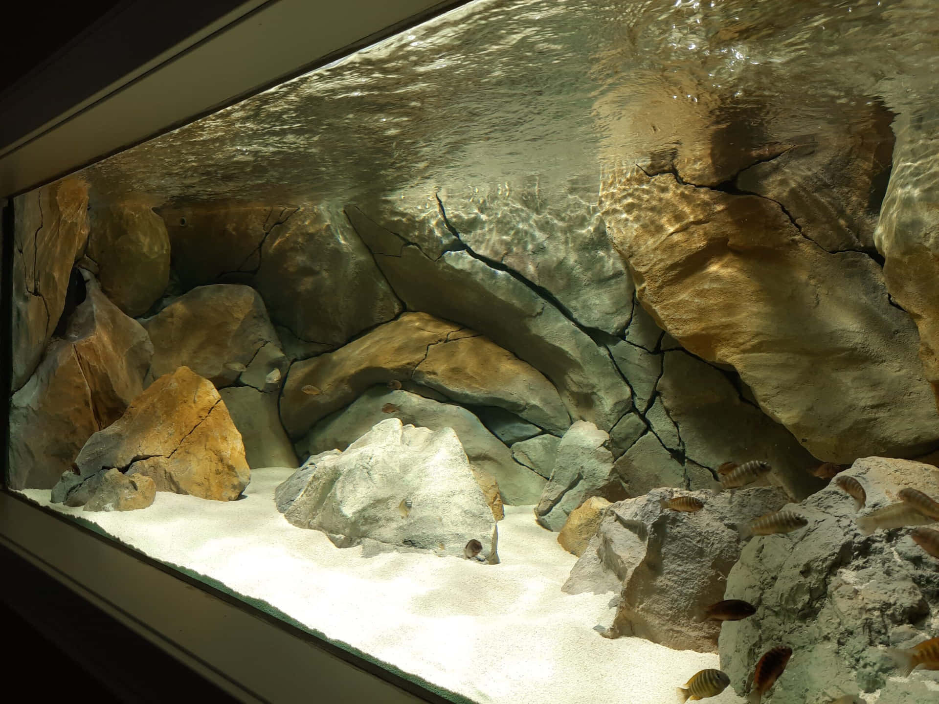 Goditii Meravigliosi Colori Dell'oasi Sottomarina Presentata Dall'acquario Fish Tank Sfondo