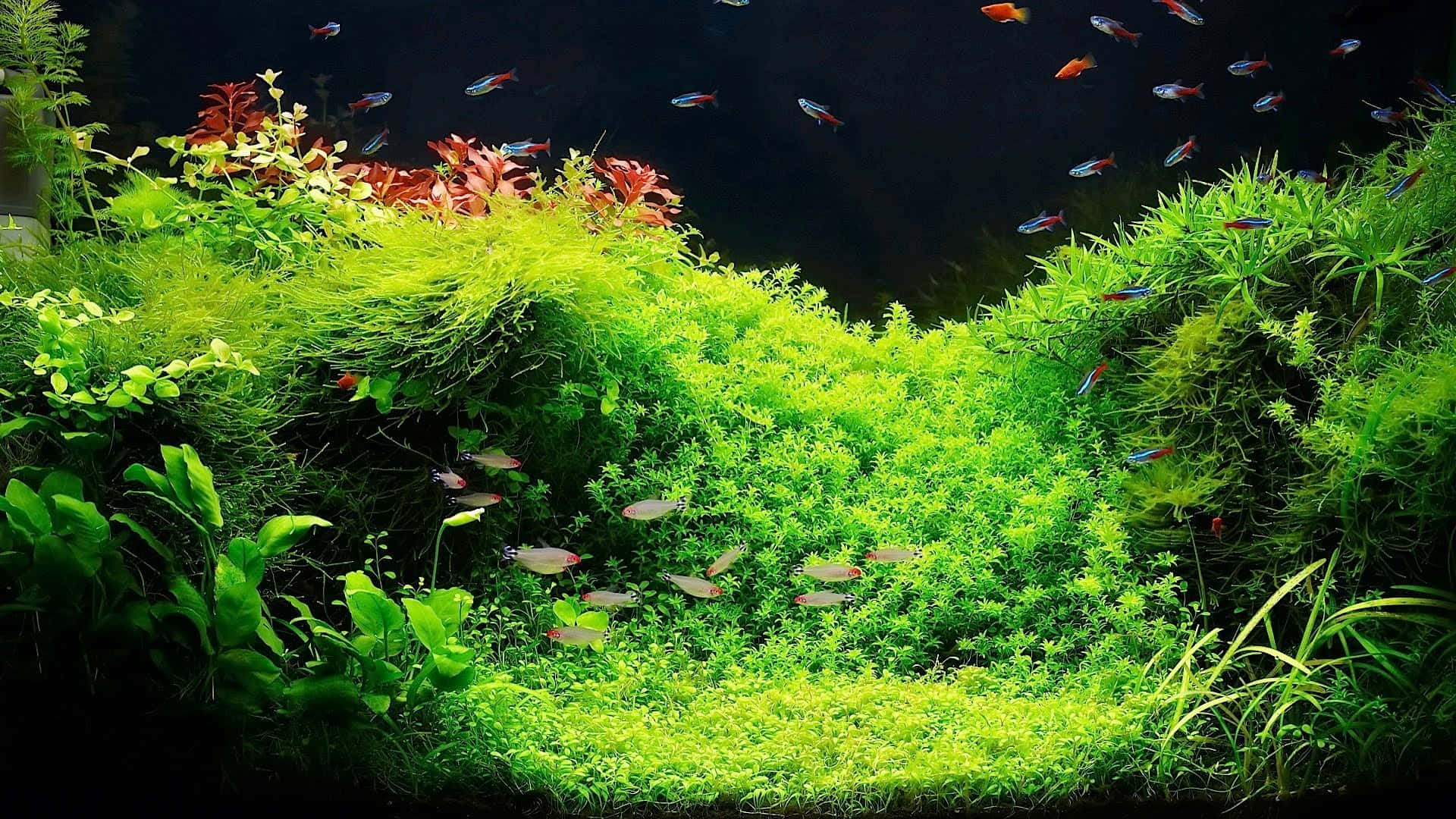 A Large Aquarium With Plants And Fish Wallpaper