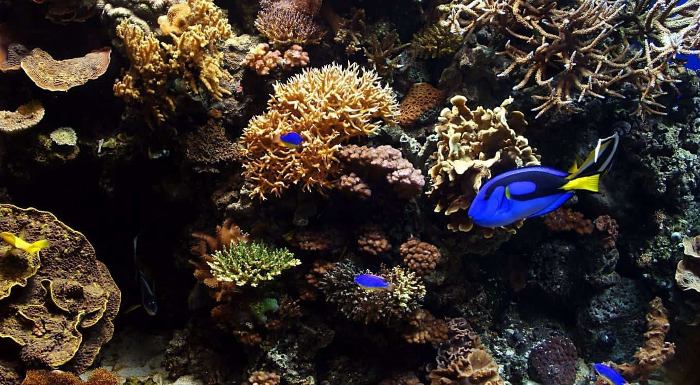 Enjoy the Beauty of Colorful Reef Creatures in a Fish Tank Wallpaper