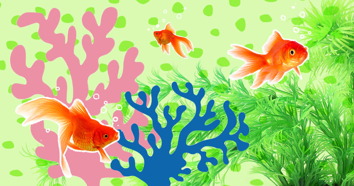 Enjoy the beauty of nature and relax with a vibrant aquarium fish tank. Wallpaper