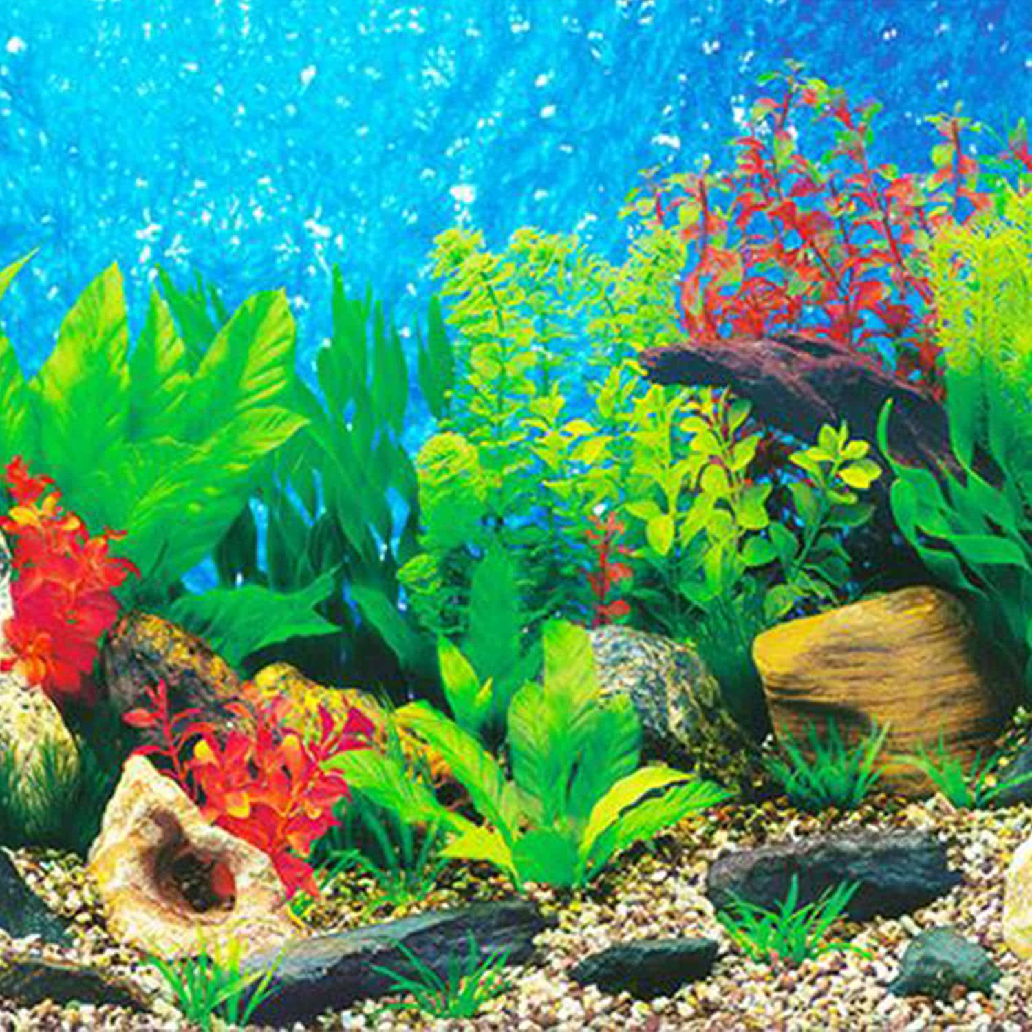 "Observe the Colorful Fish in Aquarium Tank" Wallpaper