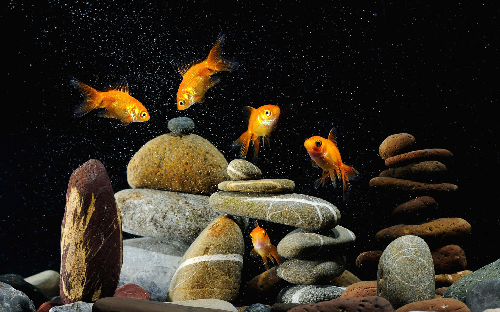 Colorful Fish Swimming in an Aquarium Fish Tank Wallpaper