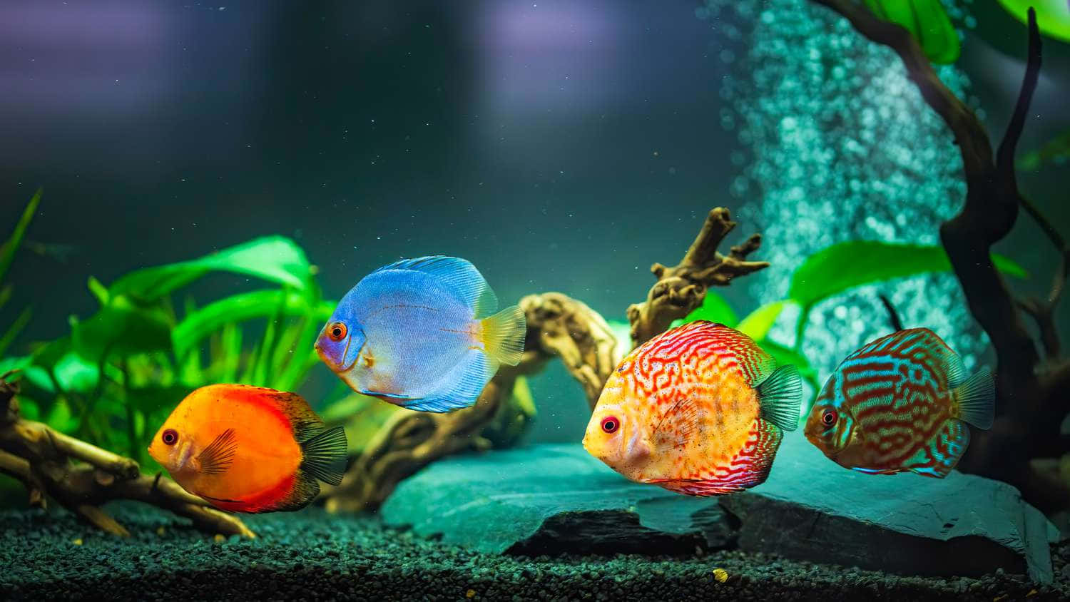 A Group Of Colorful Fish In An Aquarium Wallpaper