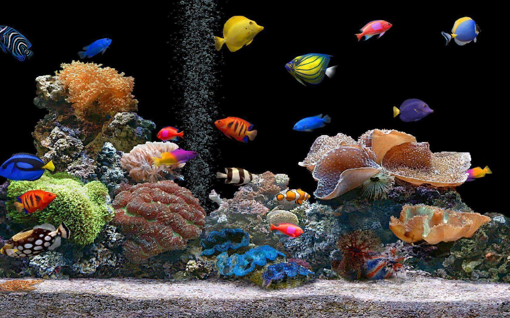 A Colorful Aquarium With Many Fish And Corals Wallpaper