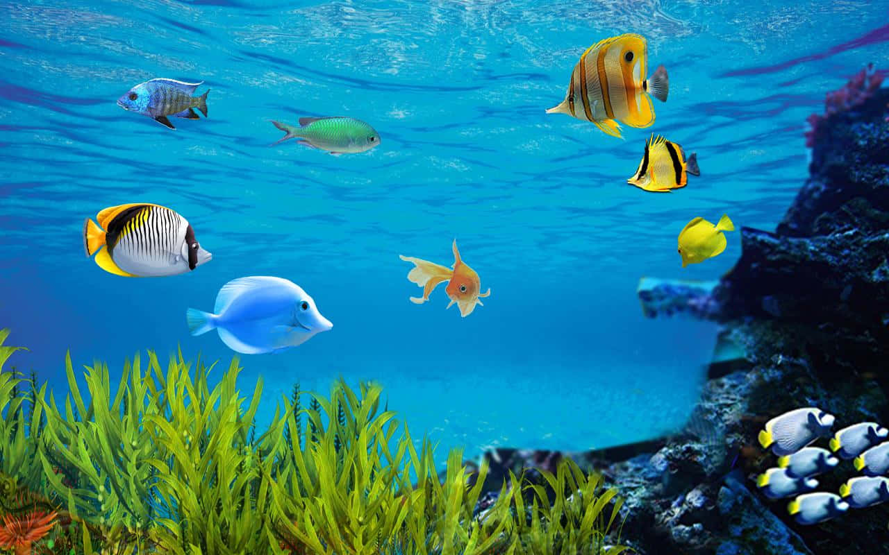 Genießensie Die Entspannenden Farben Und Bewegungen Eines Aquariums Mit Fischen. Wallpaper