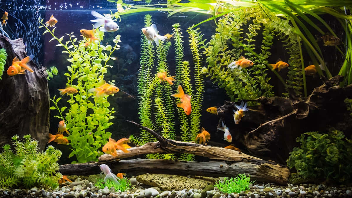 An Assortment of Beautiful Fish Swimming in a Home Aquarium. Wallpaper