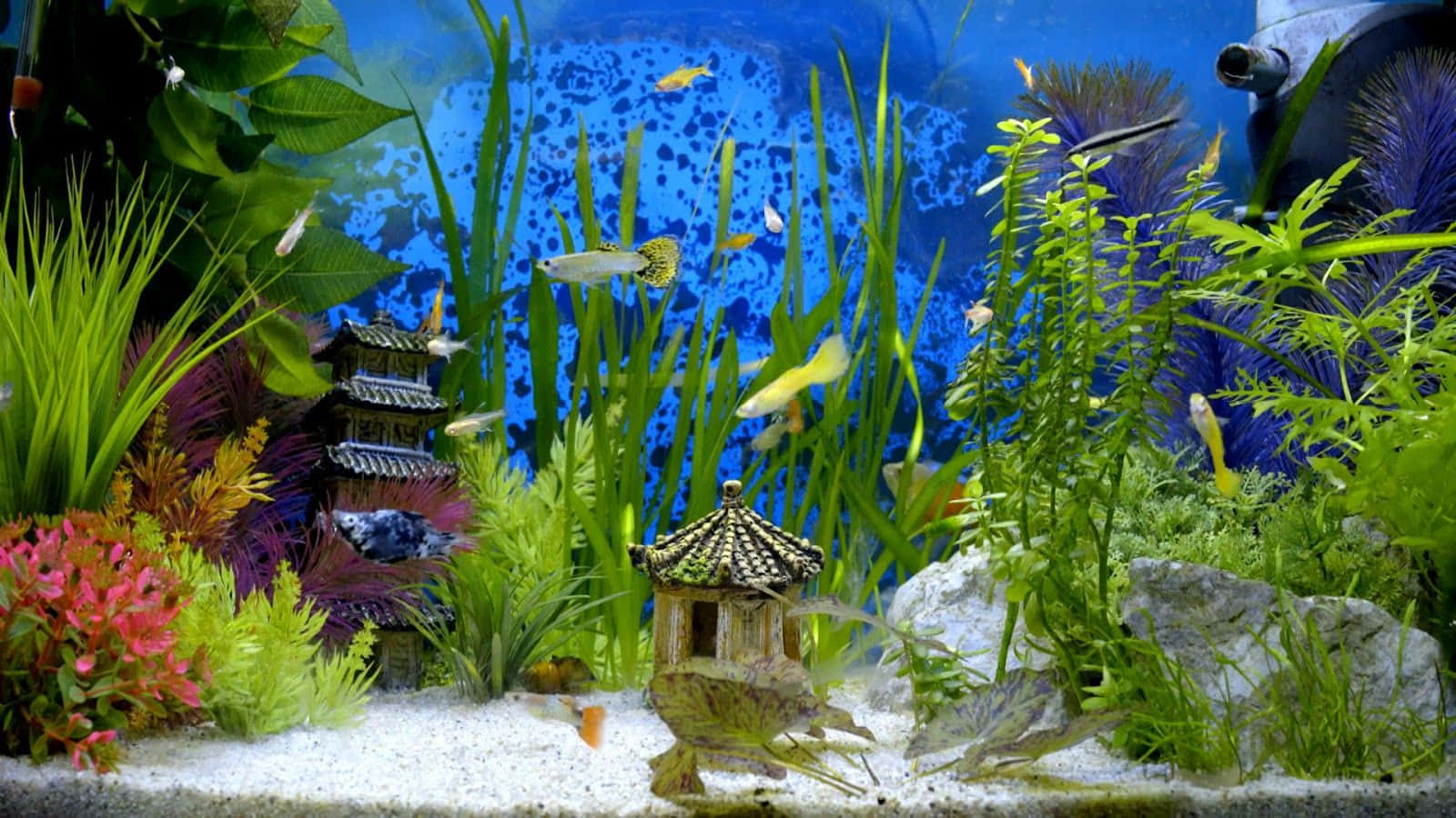 A bustling colorful aquascape of bright tropical aquarium fish tank Wallpaper