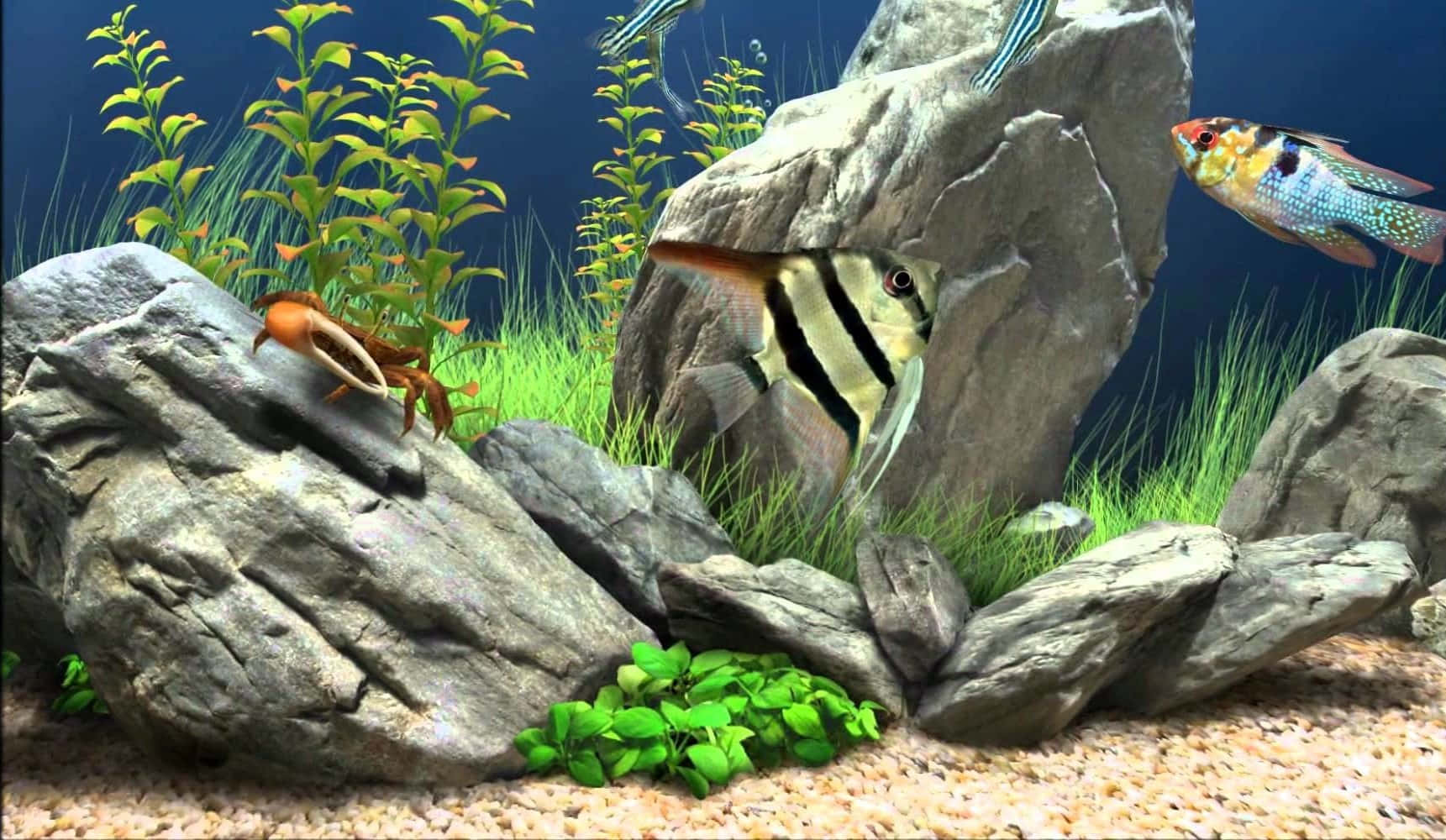 Lively and Colorful Fish Tank in an Aquarium Wallpaper
