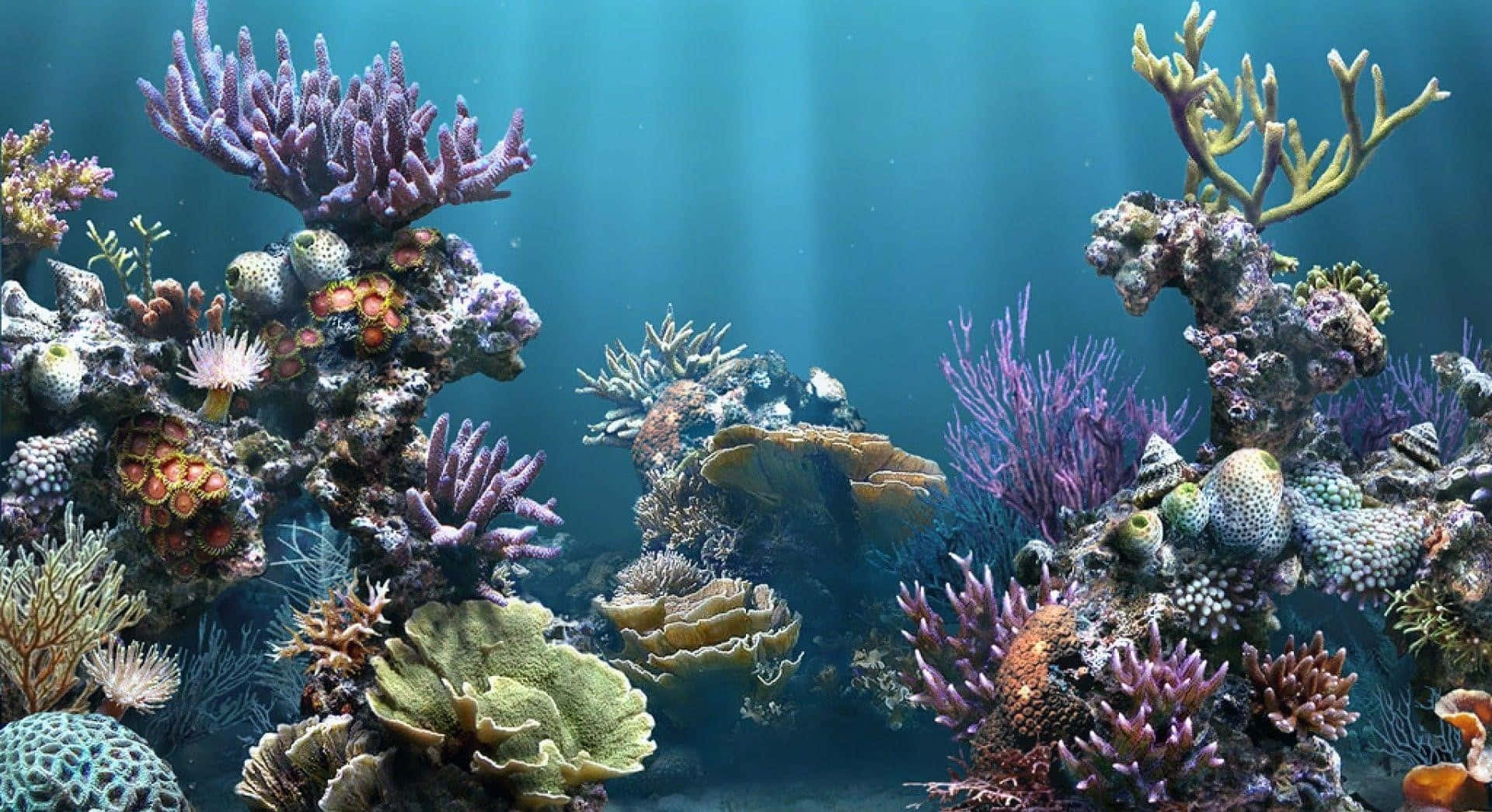 Enjoying the Beauty of Aquarium Fish Tank Wallpaper