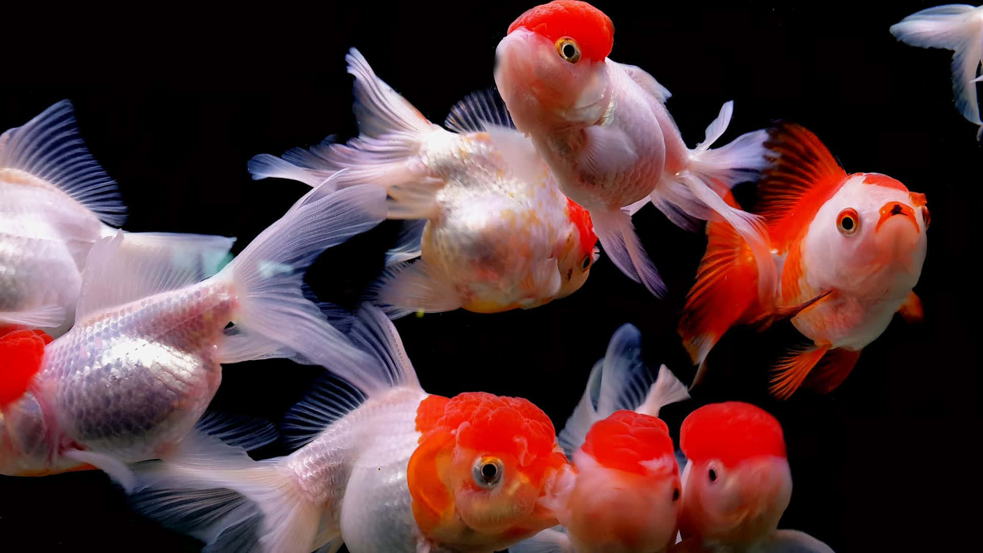 Umgrupo De Peixes Dourados Nadando Em Um Tanque Preto Papel de Parede