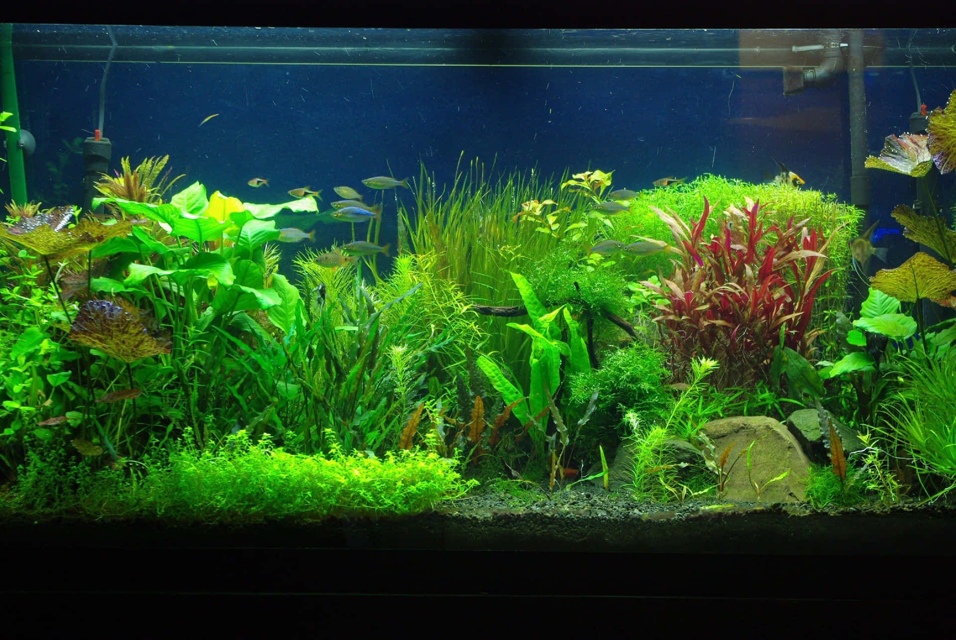 Enjoy the tranquil beauty of an aquarium fish tank. Wallpaper