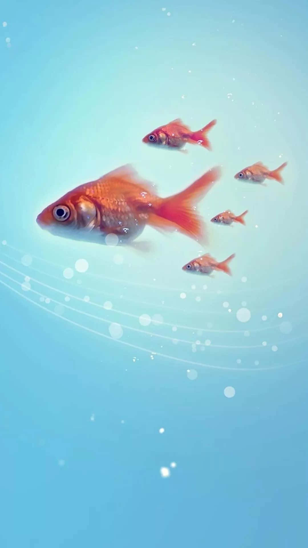 Look at the beauty of colorful fish swimming in the peaceful aquarium Wallpaper