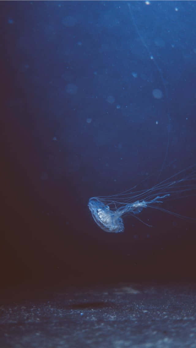 A Jellyfish Swimming In The Ocean Wallpaper