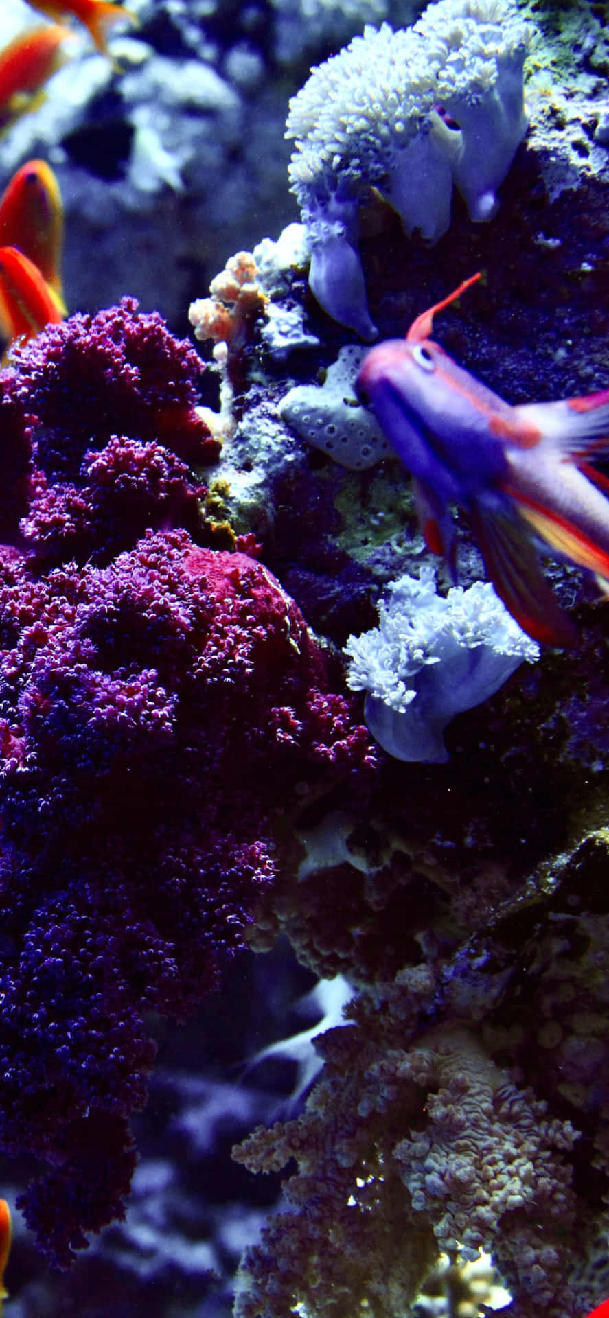 🐟fly Från Verkligheten Och Utforska Det Livfulla Undervattenslivet På Vår Aquarium Iphone-bakgrundsbild. Wallpaper