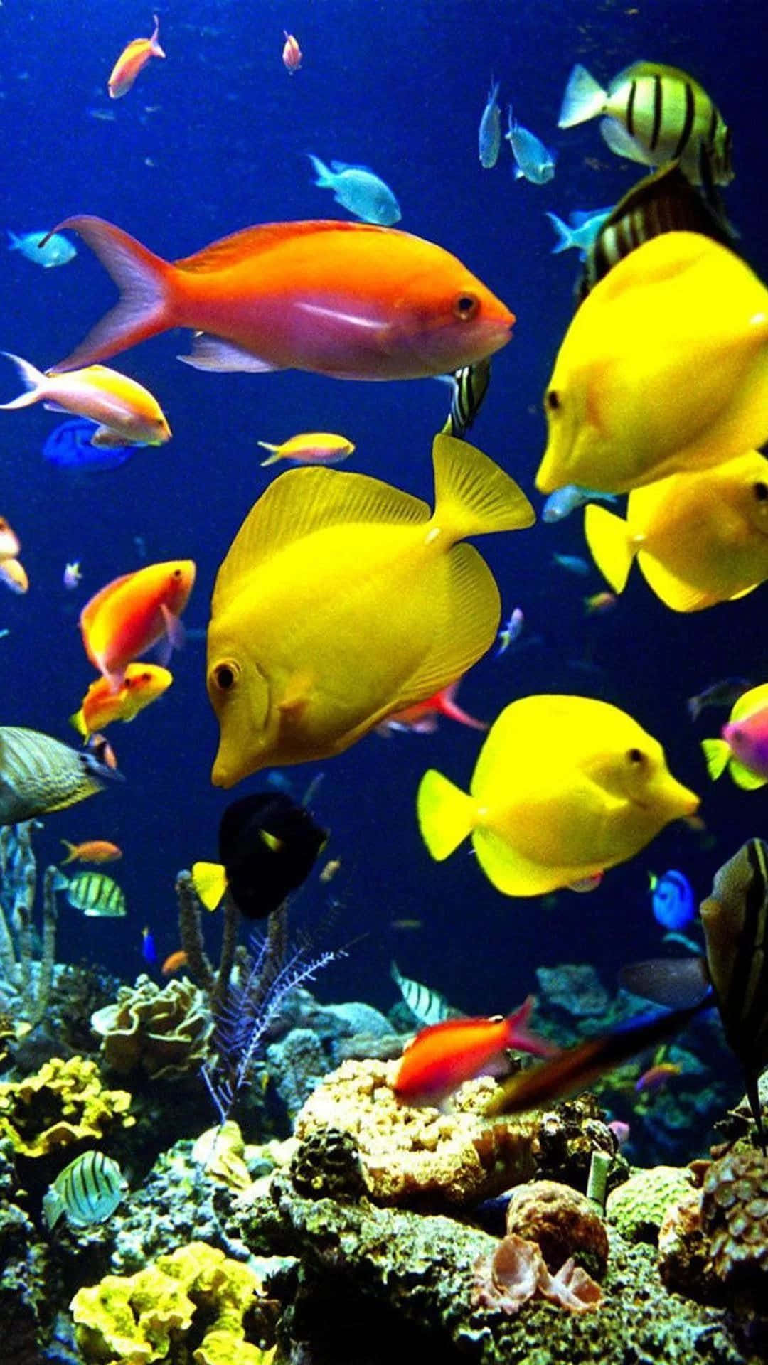 Et stort fiskesamfund svømmer langsomt over et lyst koralrev Wallpaper
