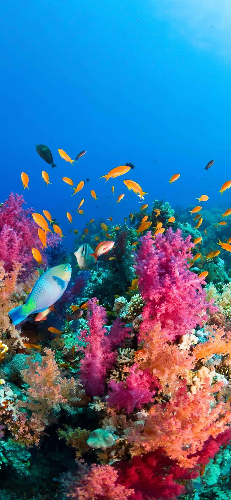 Enfärgglad Korallrev Med Fiskar Som Simmar Runt Wallpaper
