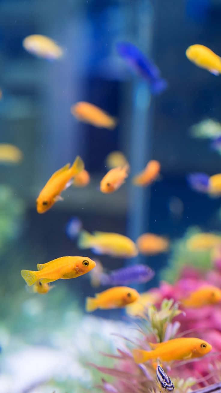 Dyk ned i et virtuelt akvarium med din iPhone baggrund. Wallpaper