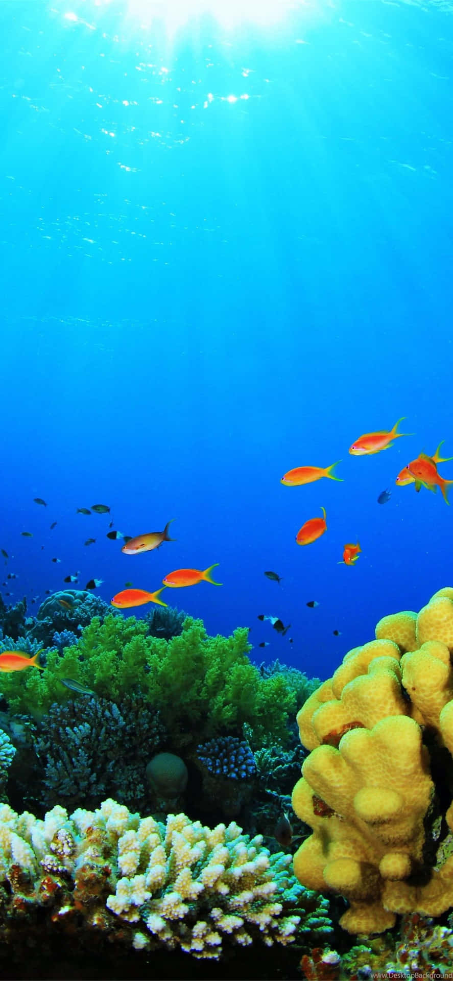 Nyd den frydfulle skønhed fra det undervandsverden på en Iphone. Wallpaper