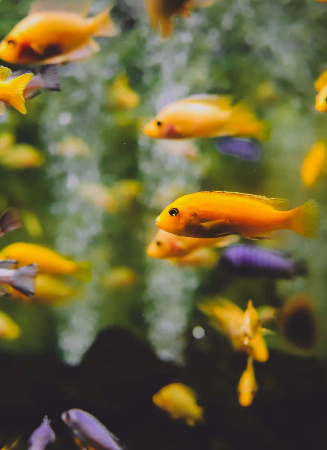 Tauchensie Ein In Die Majestätische Unterwasserwelt Mit Dem Aquarium Iphone Wallpaper
