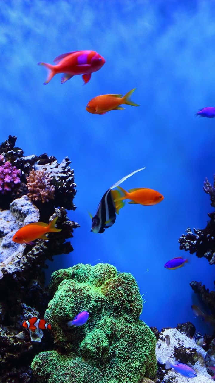 Enjoy the soothing beauty of a virtual aquarium on your iPhone Wallpaper