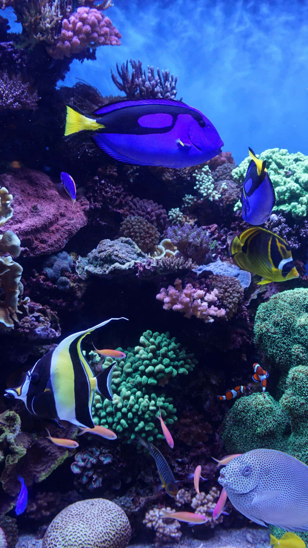 Take a Dive Into the Beauty of an Aquarium Wallpaper