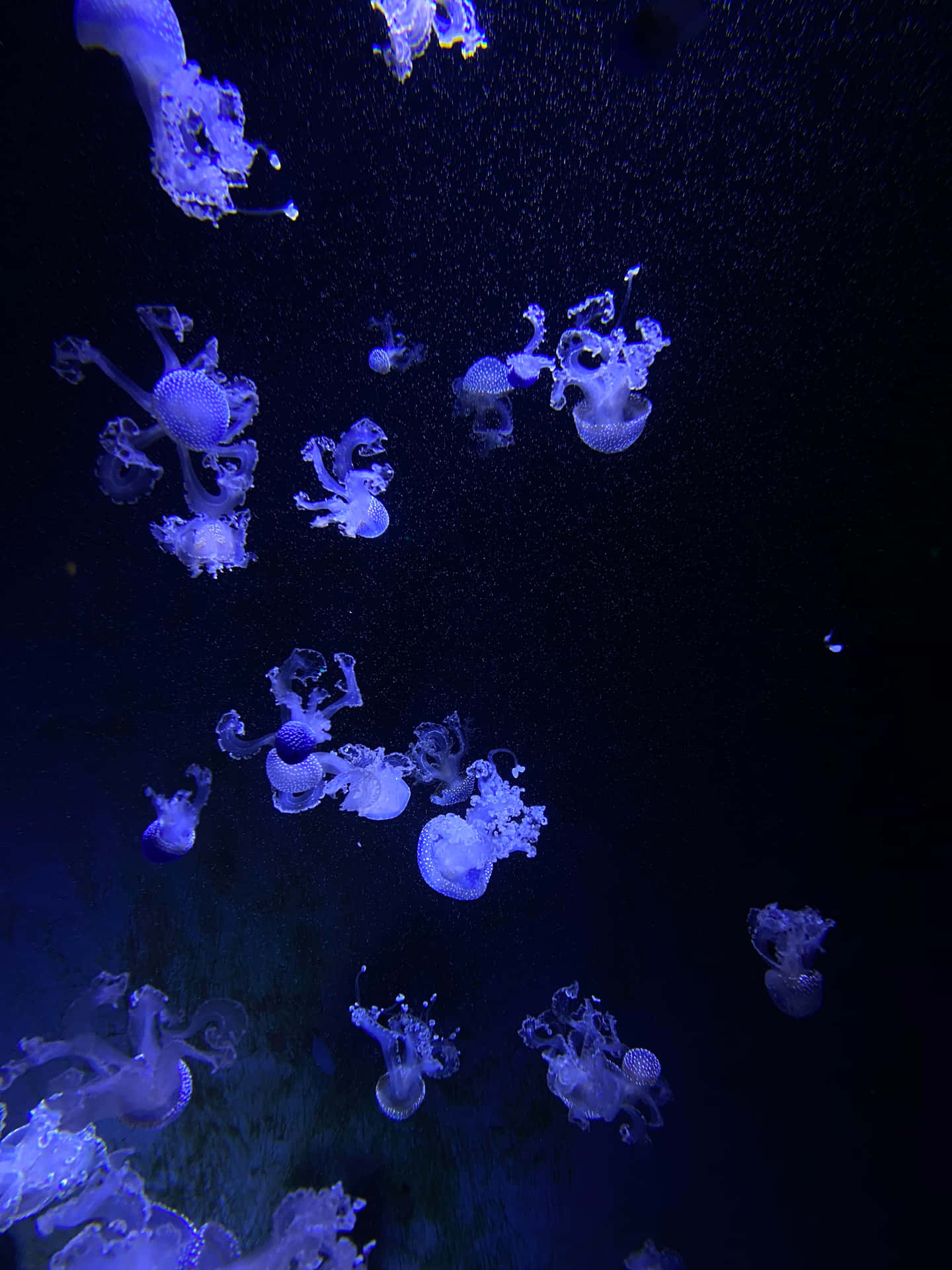 Einfriedlicher Rückzugsort In Deiner Tasche - Genieße Ein Aquarium Direkt Auf Deinem Iphone! Wallpaper