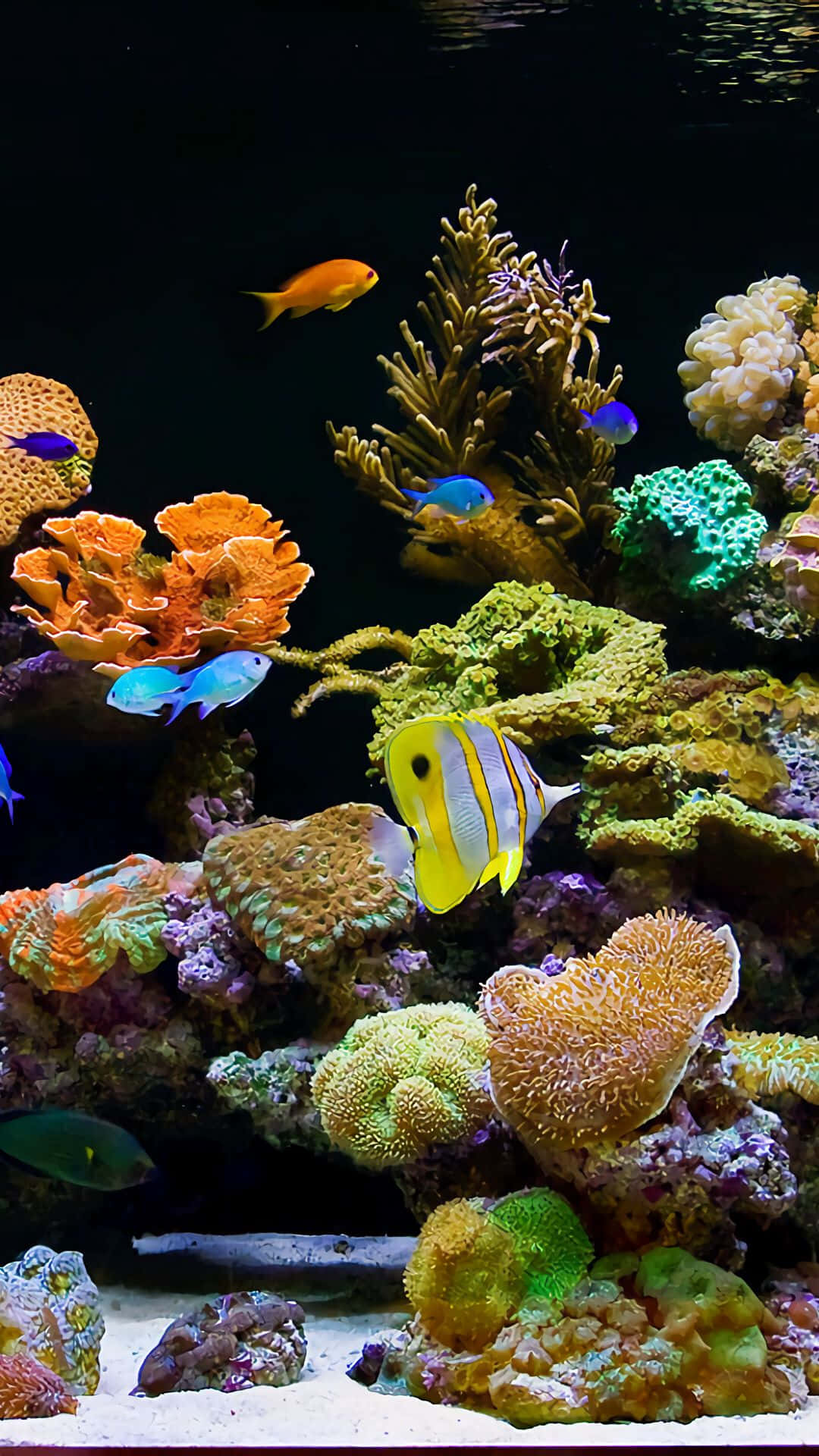 Udforsk dybderne af et akvarium på din iPhones skærm. Wallpaper