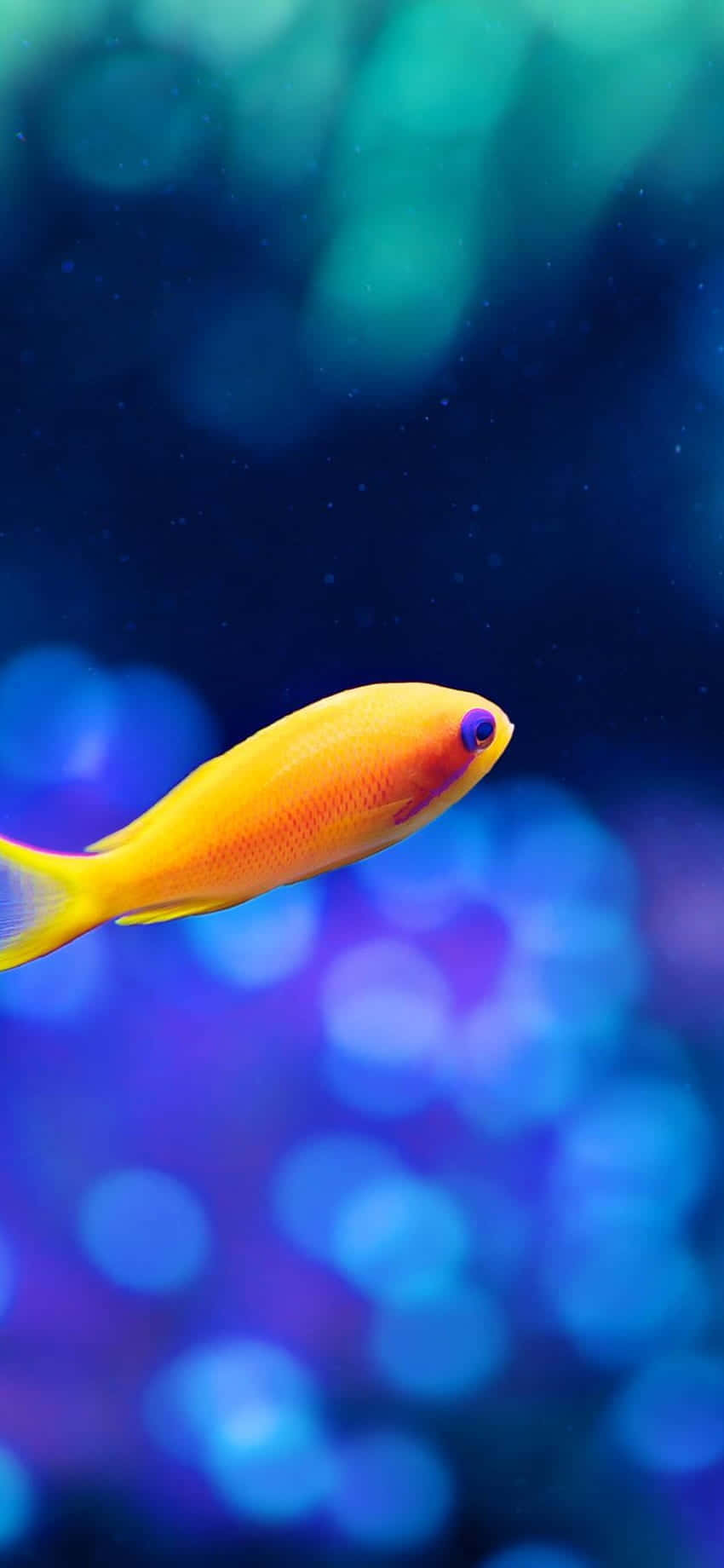 Genießensie Die Ruhe Von Fischtanks Mit Der Aquarium Iphone Wallpaper