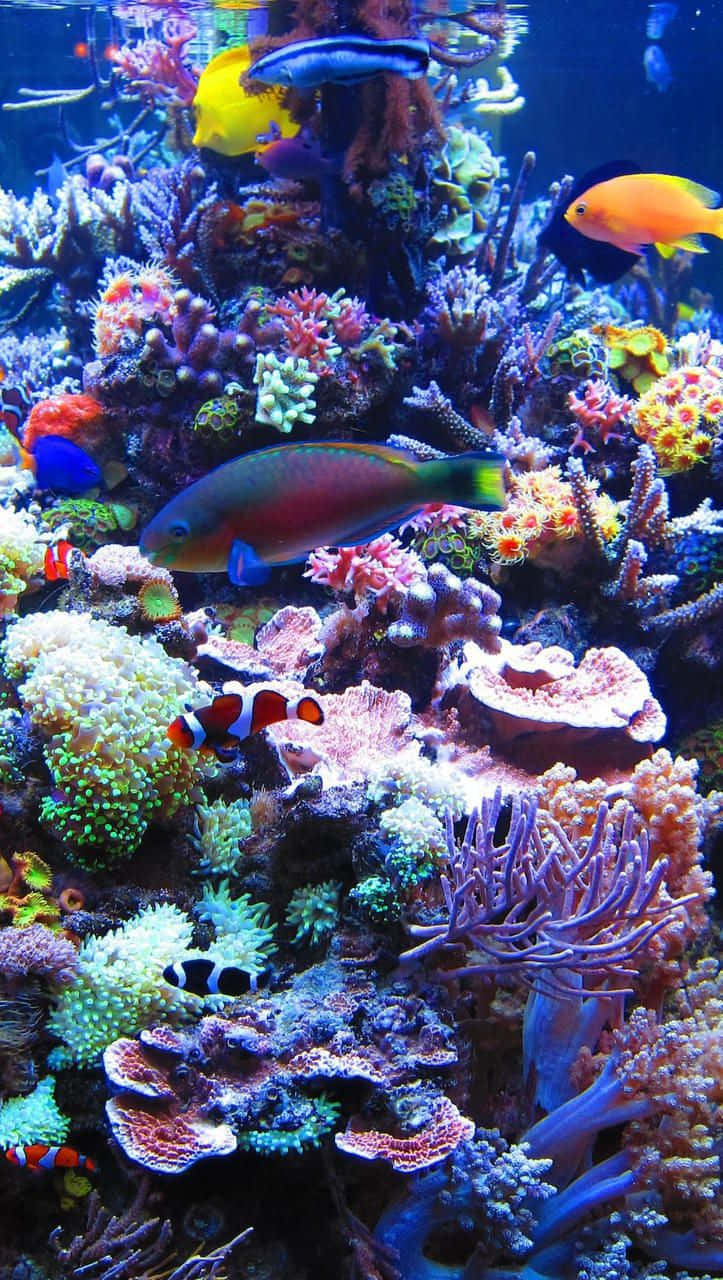 Erforscheunterwasserwelten Mit Dem Aquarium Iphone Wallpaper