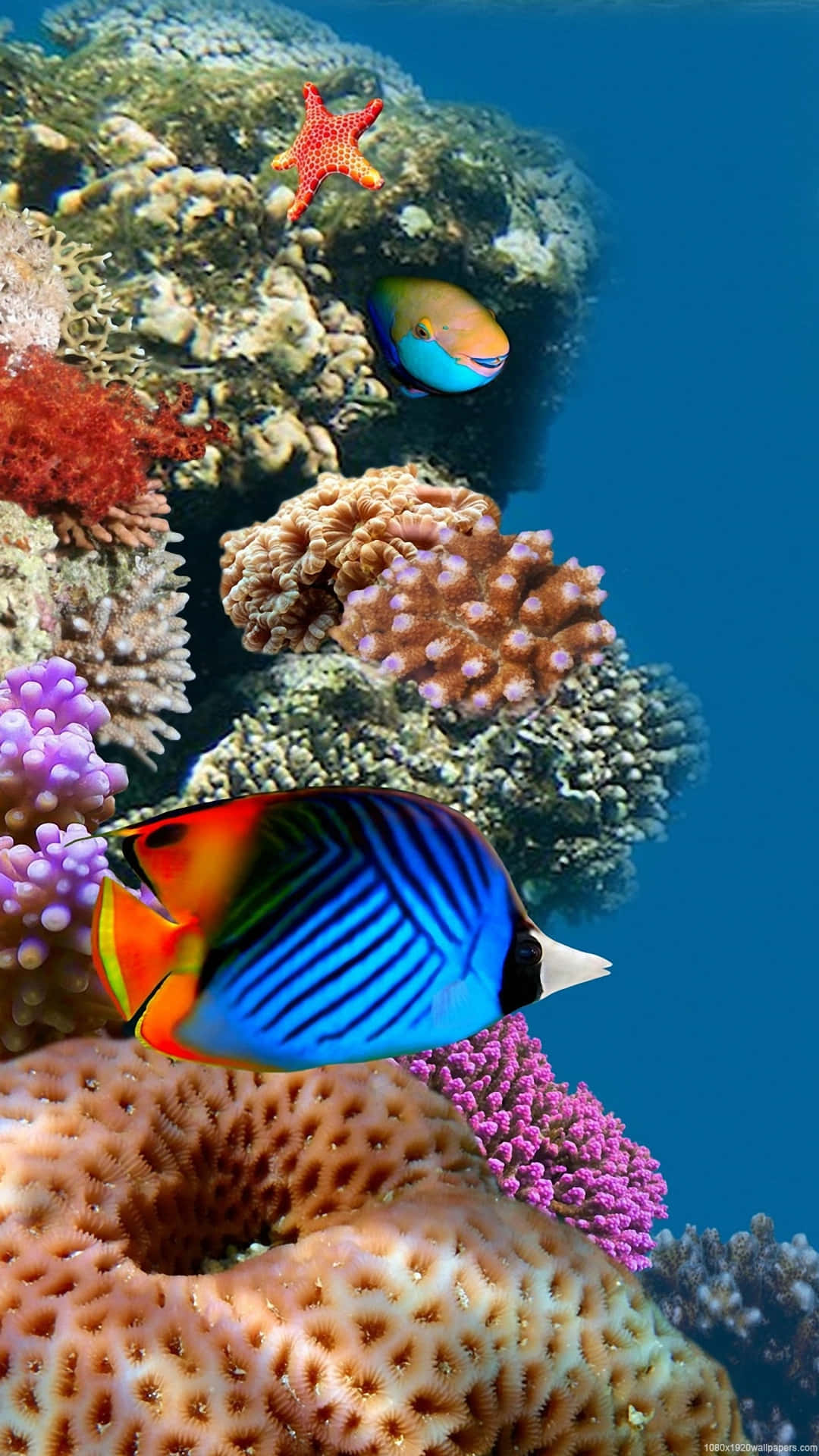 Genießensie Wunderschöne, Beruhigende Ansichten Auf Ihrem Iphone Mit Der Aquarium-app! Wallpaper